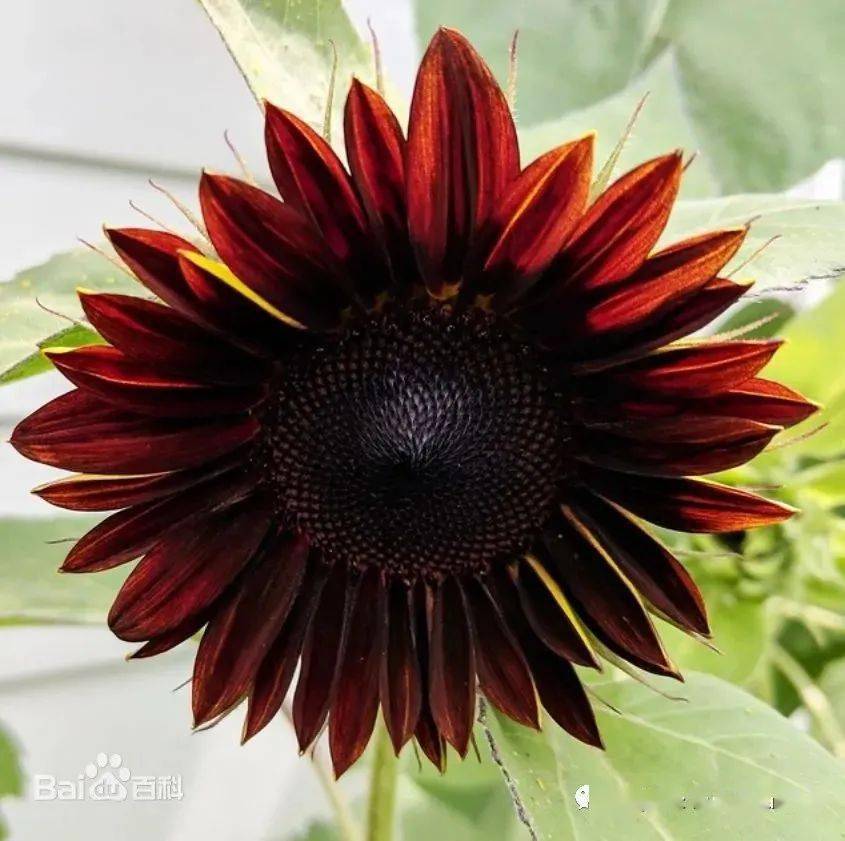 与有条纹的向日葵种子相比,黑油种子更多肉,油含量更高