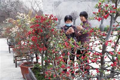 陶然亭公园和北京植物园开启特色春花观赏季