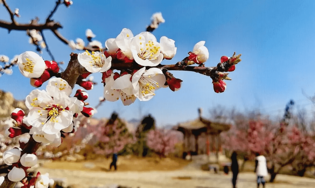 美到窒息本周末凤凰岭杏花迎来最佳观赏期美图抢先看