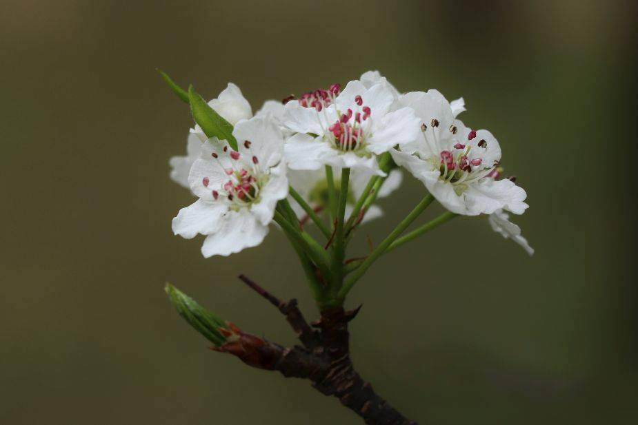 梨花花蕊的颜色图片