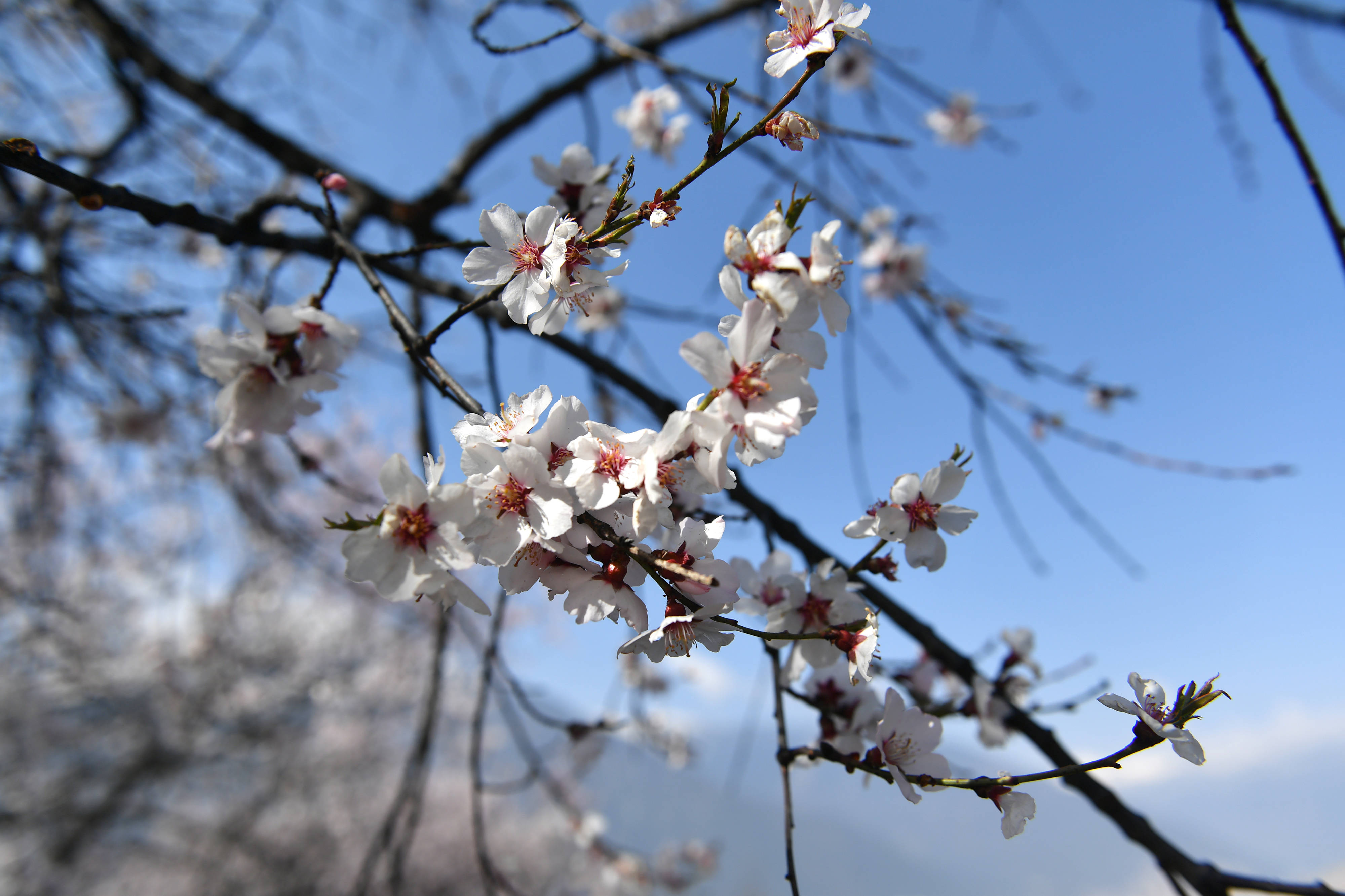 西藏林芝桃花开