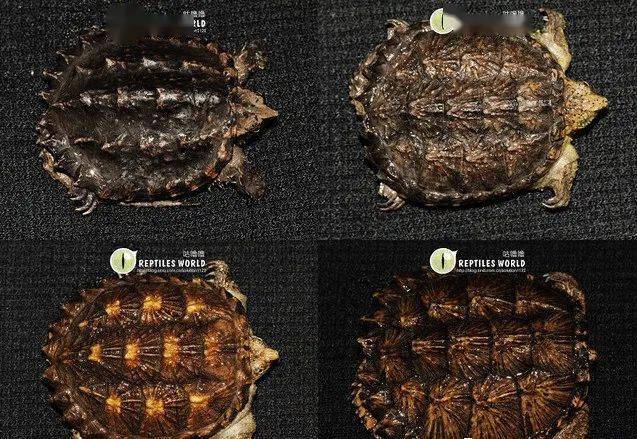 鳄龟的品种大全图片图片