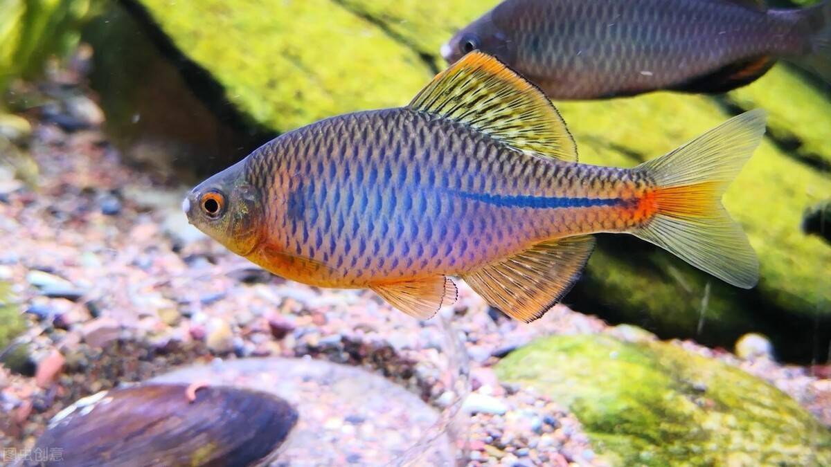 你養的鰟鮍魚為何顏色會變淺鰟鮍魚怎麼繁殖鰟鮍魚好吃嗎