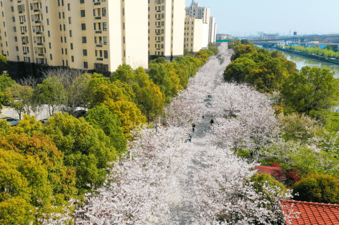 来浦东这里，邂逅最美樱花季！
