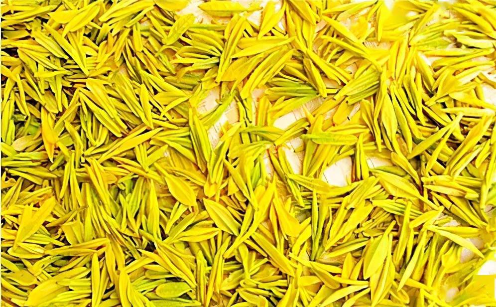 旺苍米仓山新茶上市黄茶每斤卖到8800元