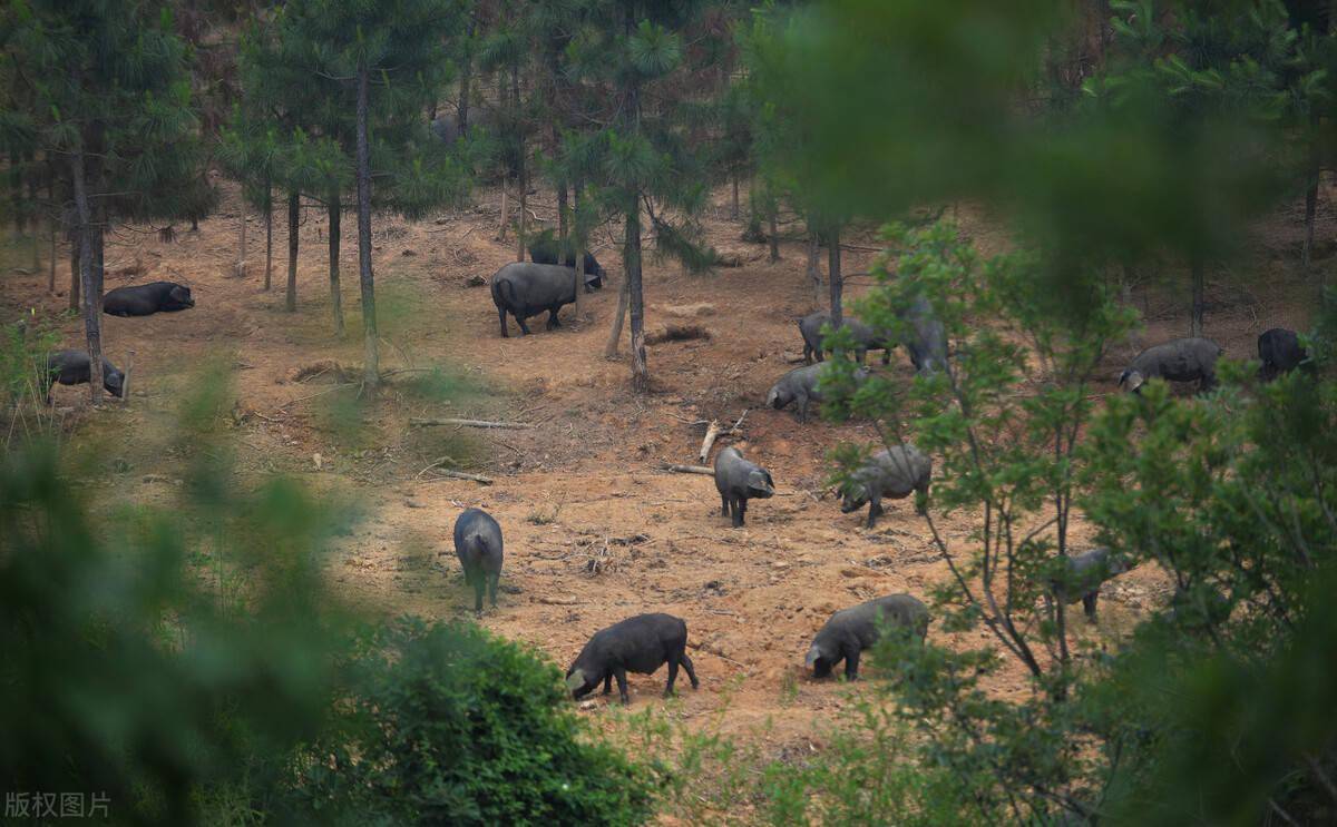 包山头搞绿色养殖前些年在农村曾红极一时现如今怎样了