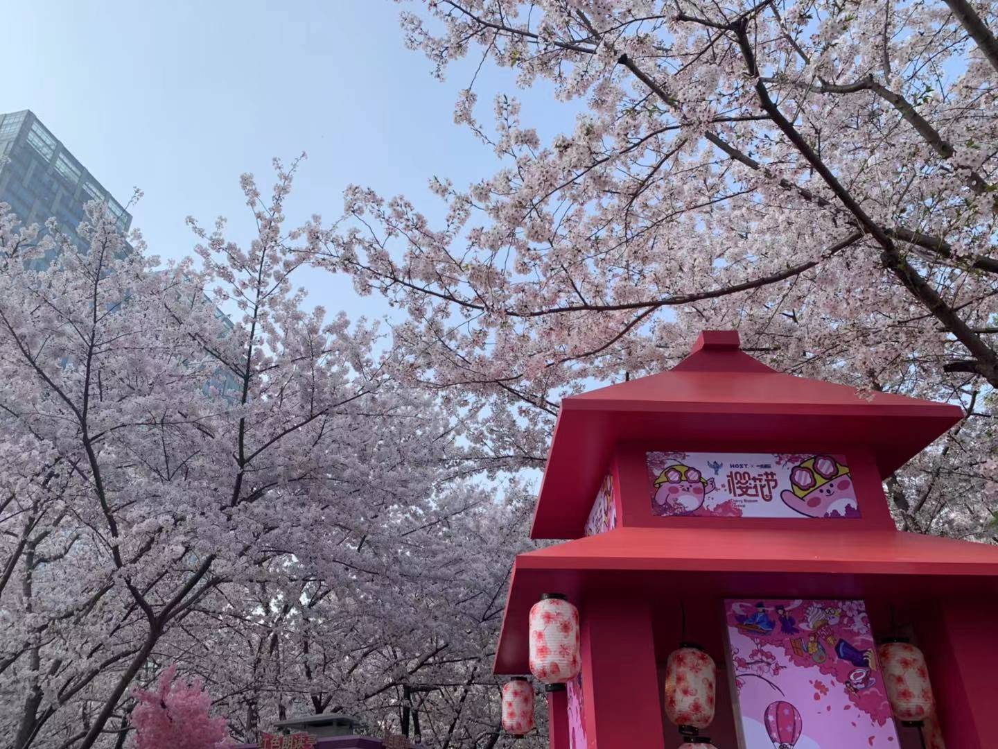 鲁迅公园首届樱花节开幕1984年中日青年在此栽下樱花树