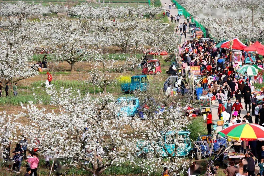 安徽泗县:运河名城梨花绽放 节日文化精彩纷呈_大庄镇
