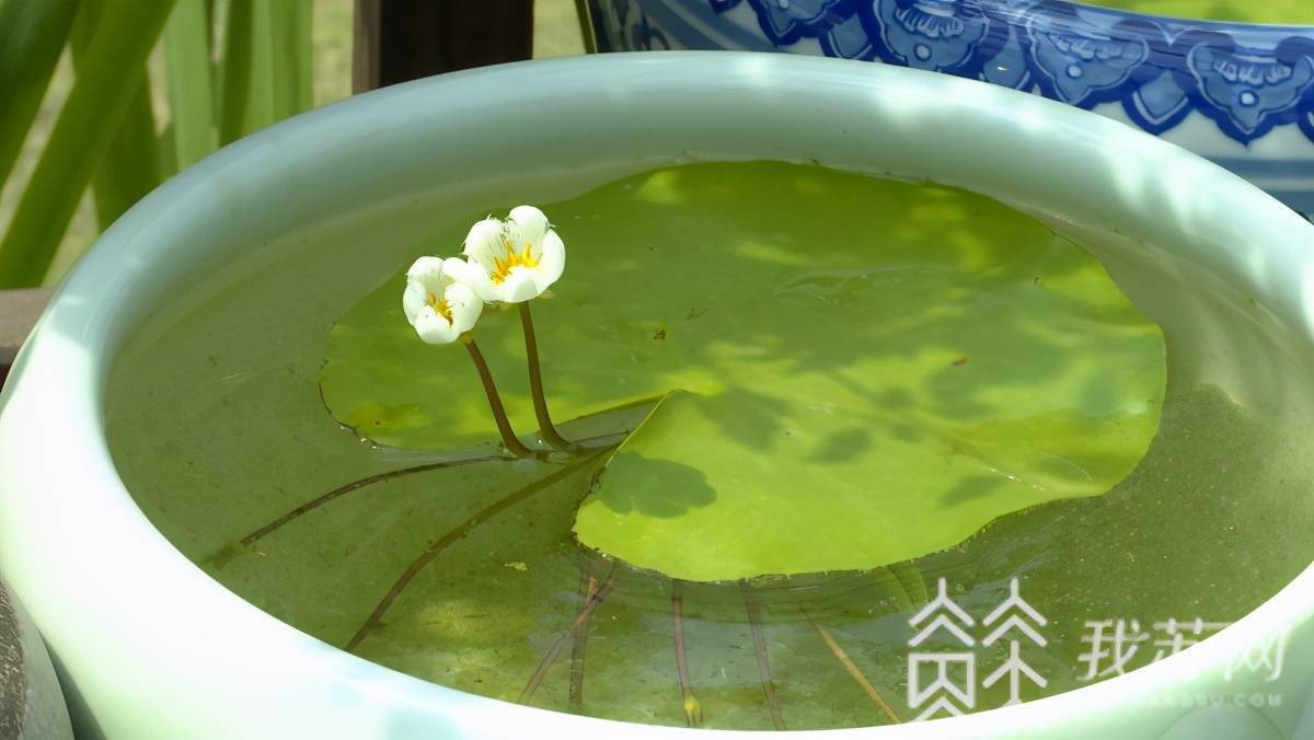 莲花也争春 中山植物园打开了夏花的开关 荷花 莲花也争春 中山植物园打开了夏花的开关 荷花