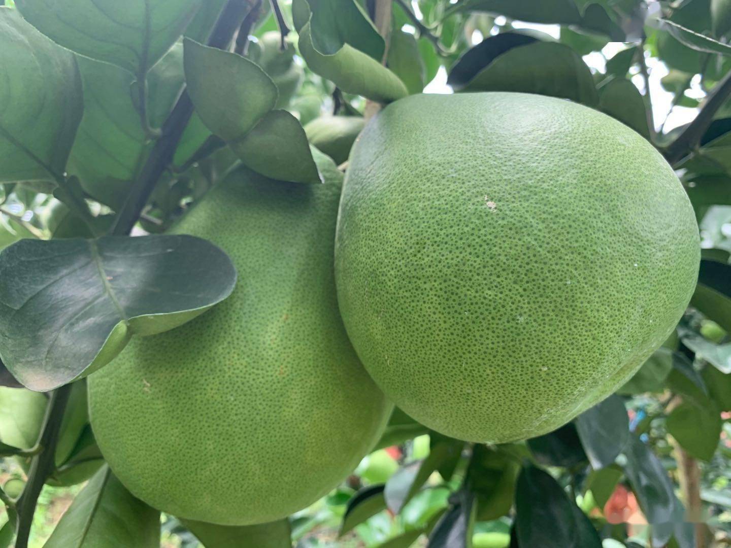 云南景洪东试早柚园管理措施及常见病害防治