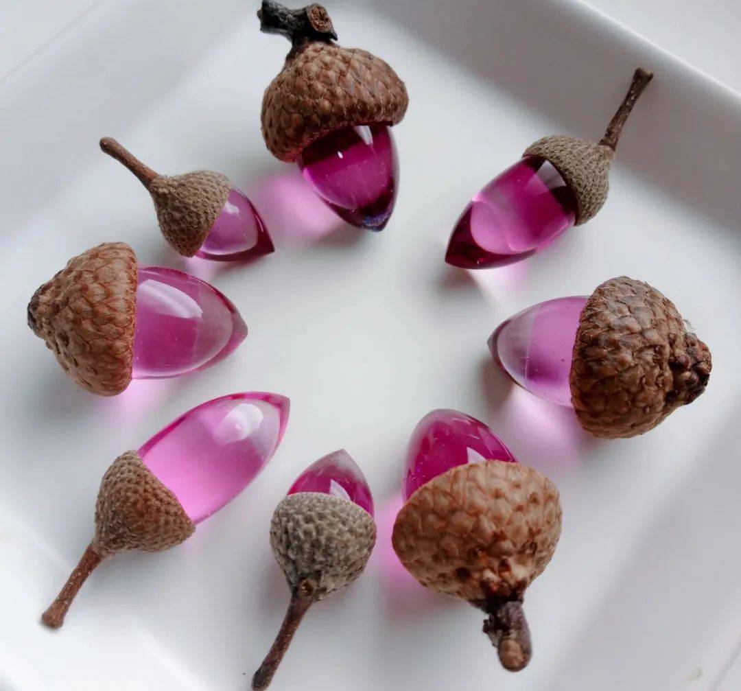 没吃过橡子还没见过橡子吗那你见过五彩斑斓的橡子么