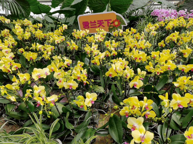 华蓥新的打卡项目出炉!_君兰