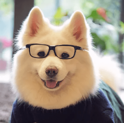 精选10张柴犬逗比头像让你不自觉的嘴角上扬柴犬头像