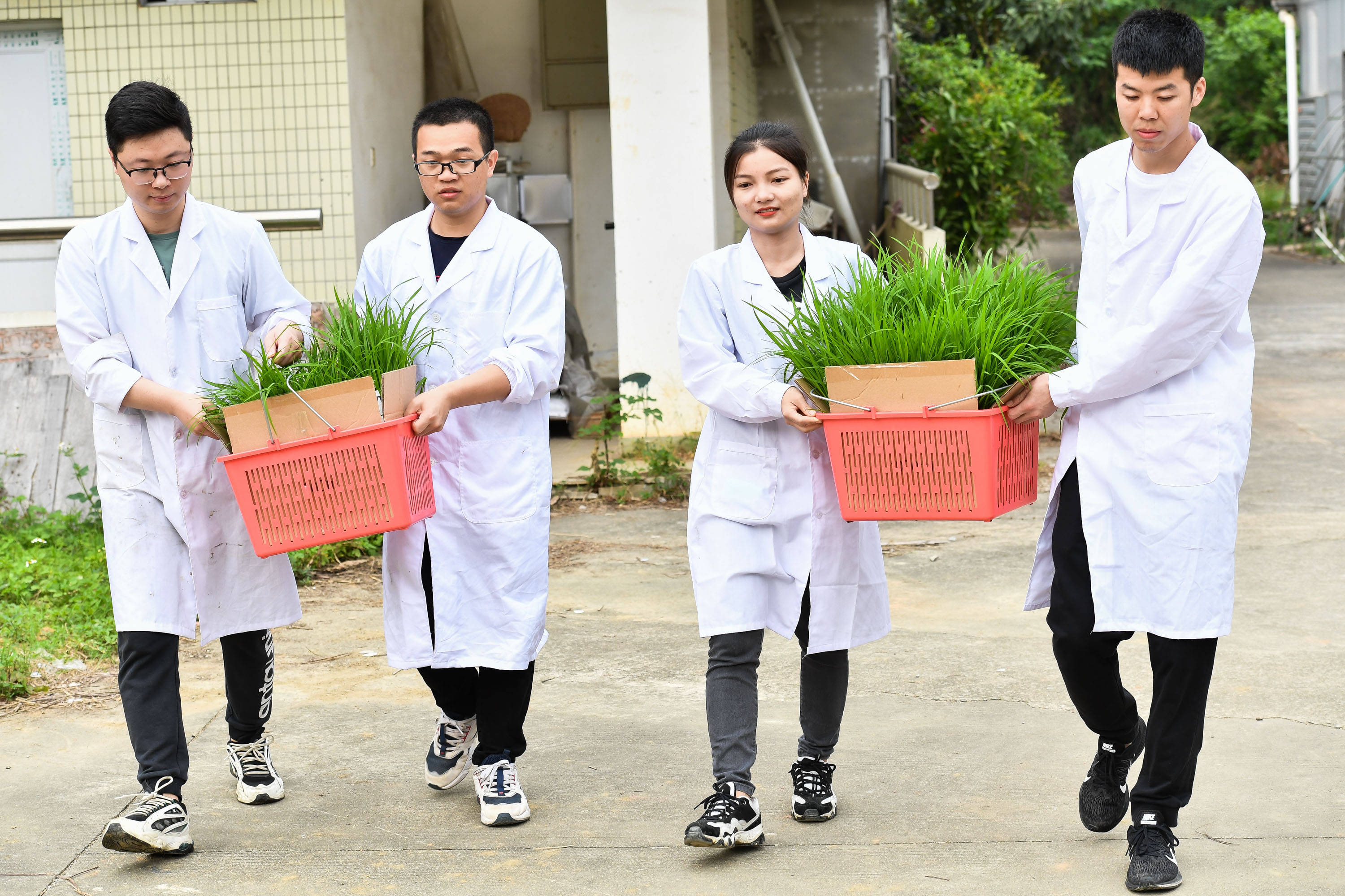 广州|天壤之接：嫦娥五号太空稻秧苗“安家”田间