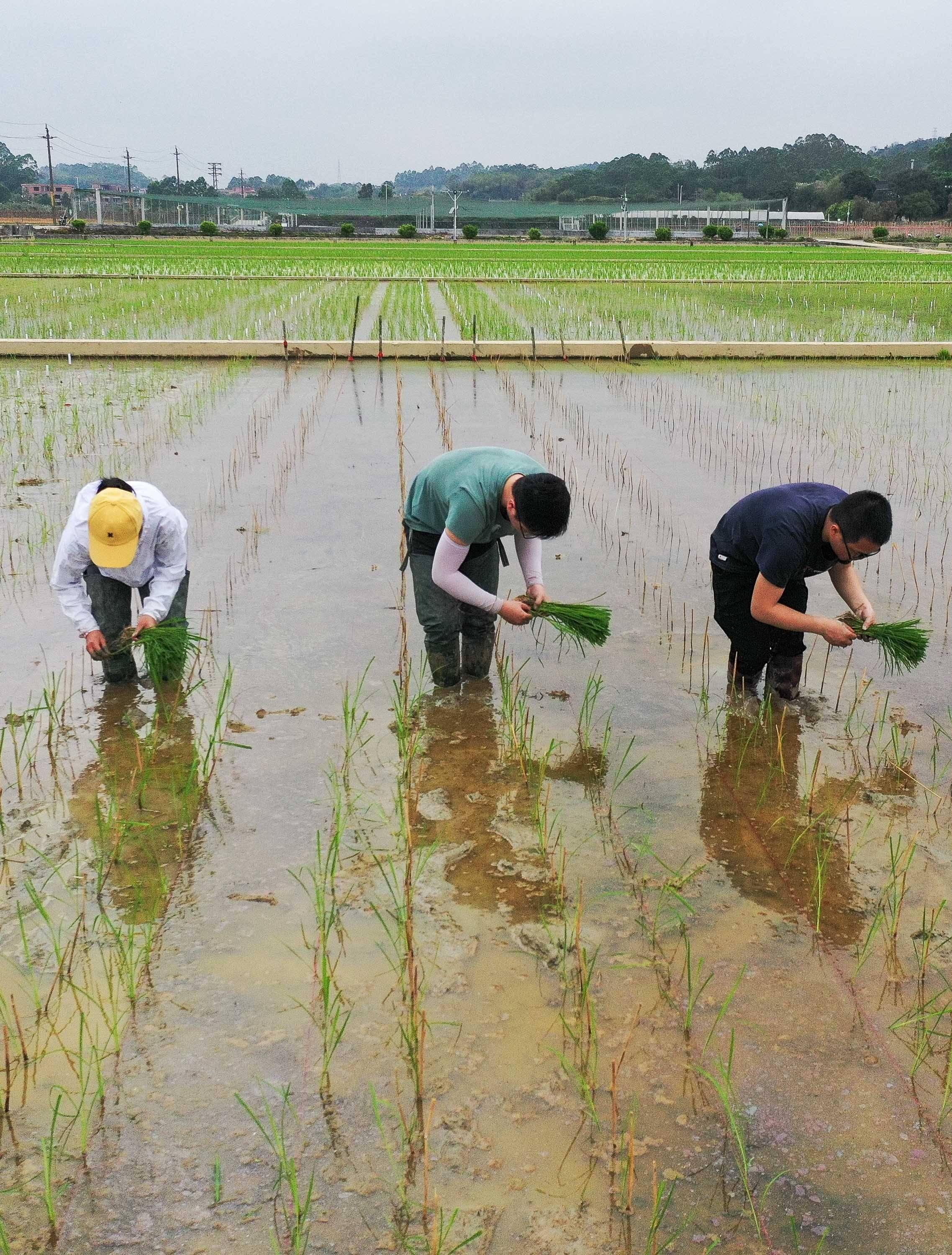 广州|天壤之接：嫦娥五号太空稻秧苗“安家”田间