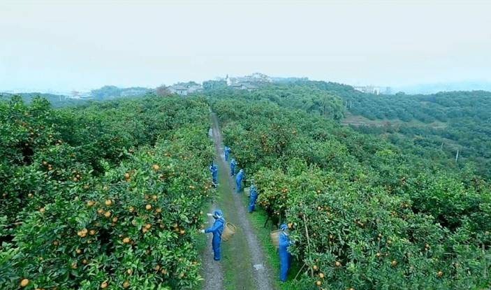 柑橘种植北界图片