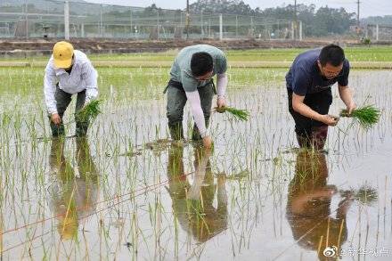 王加峰|“天稻下凡”：嫦娥五号太空稻安家田间