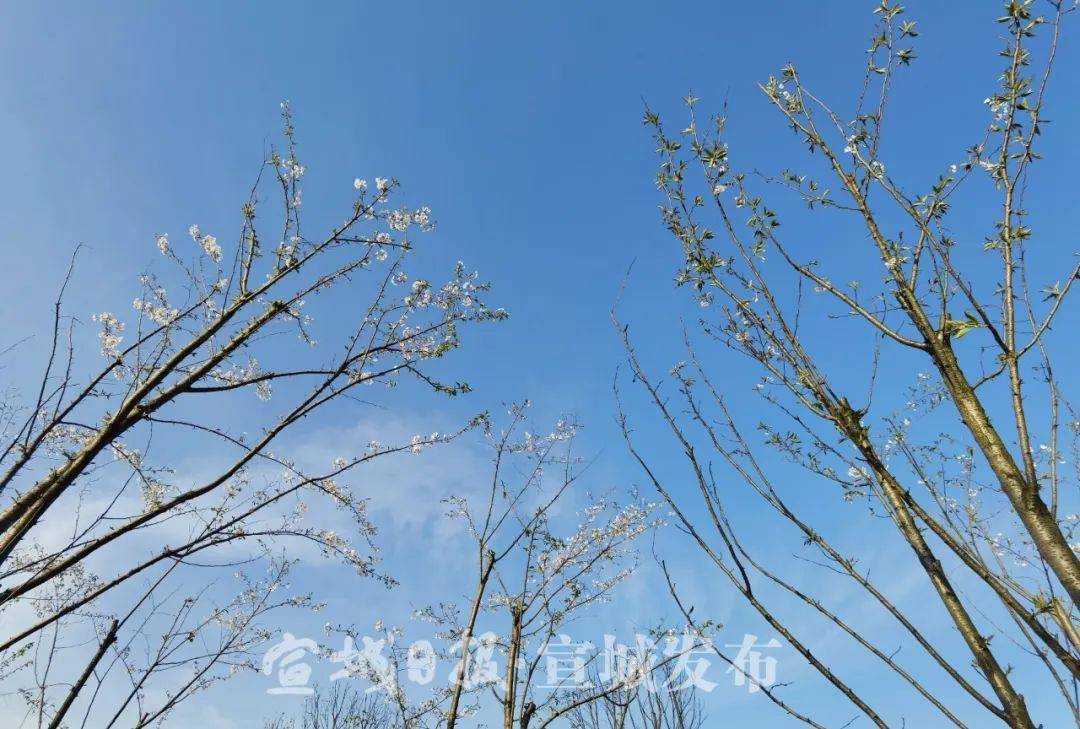 想看中央公园"樱吹雪"?小布问到最佳时间了