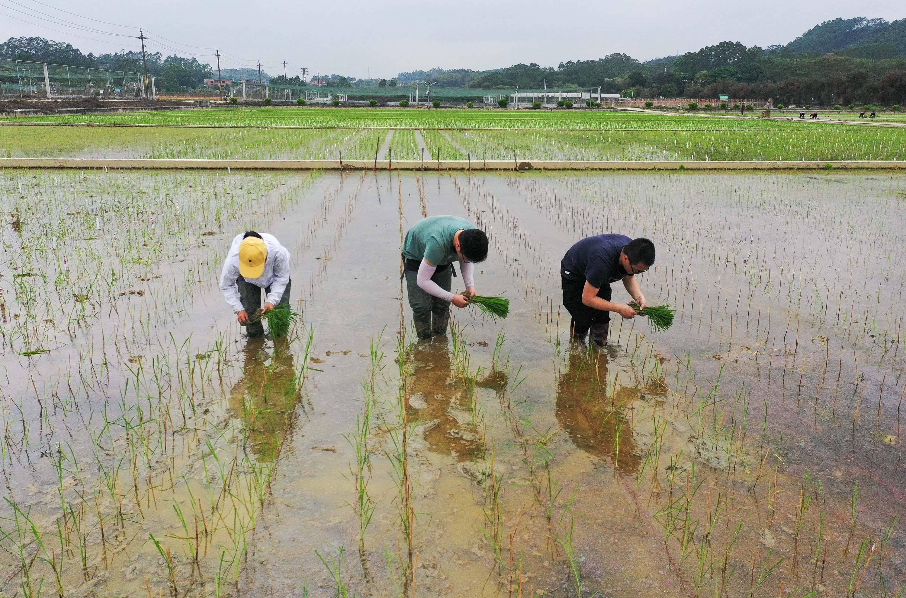 广州|天壤之接：嫦娥五号太空稻秧苗“安家”田间