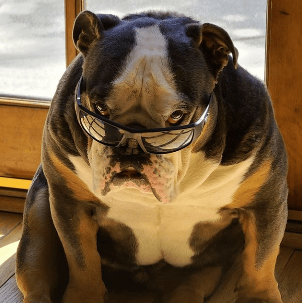 wwewwe:今天是伟大选手"萨摩亚推土机"乌玛嘎的冥寿