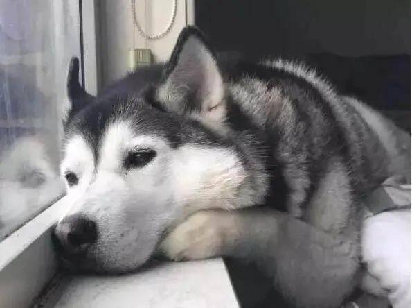 狗狗为什么喜欢望着窗外有这个原因主人要注意了