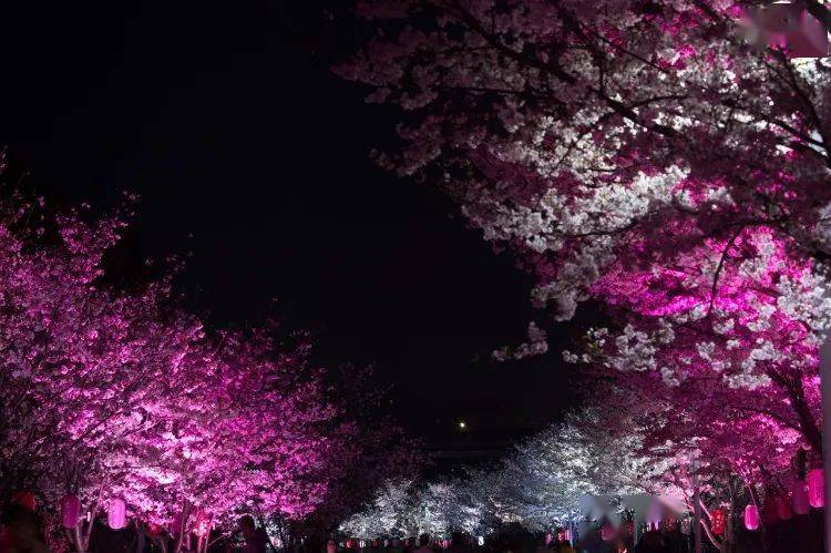 宁波樱花公园夜景图片