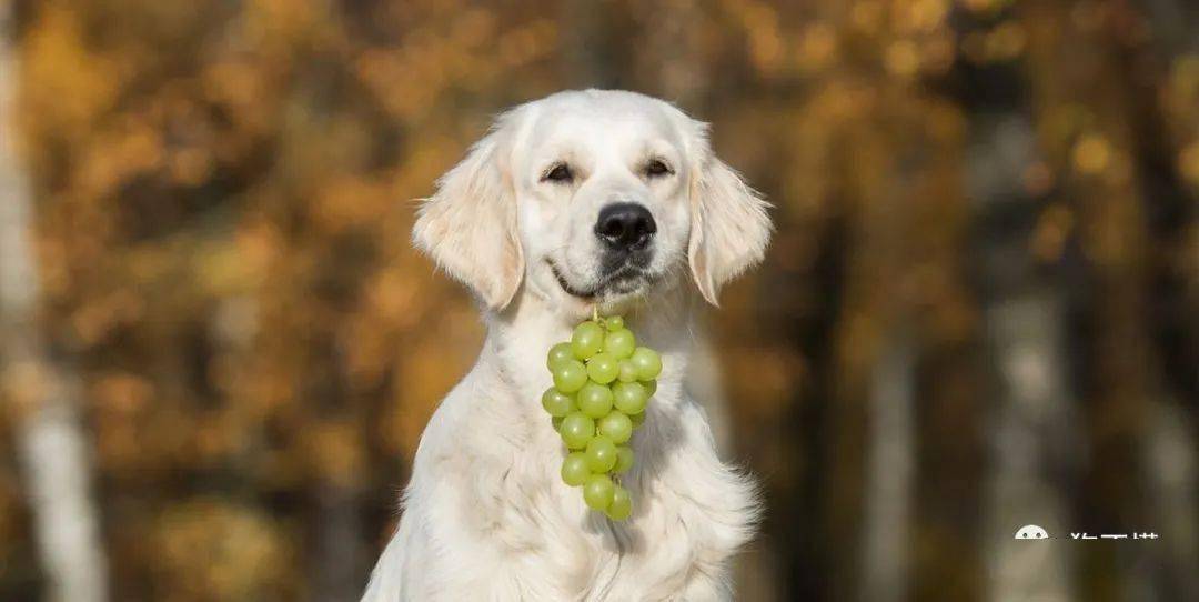 狗为什么不可以吃葡萄