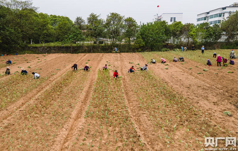 新干县界埠镇湖田村农民正在复垦的70亩抛荒地里栽种艾草(央广网发