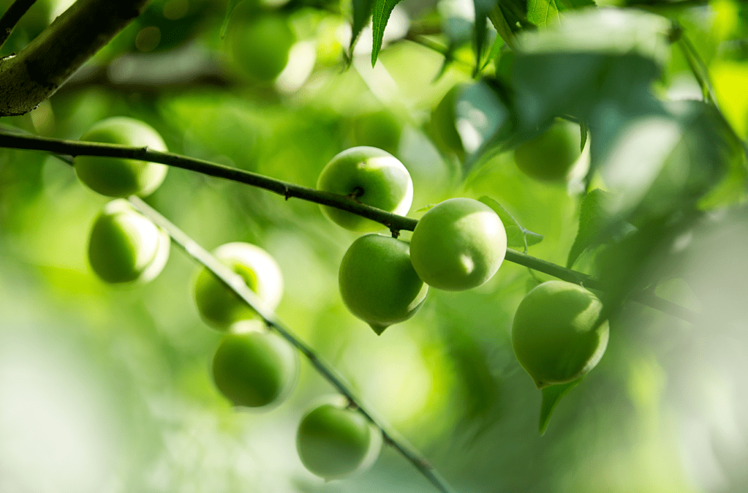 舌尖上的酸丨流传千年的中国味道_青梅