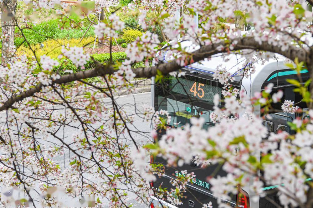 沙尘突袭申城，在线播放“最美公交车站”浪漫樱花，隔着屏幕为你洗眼