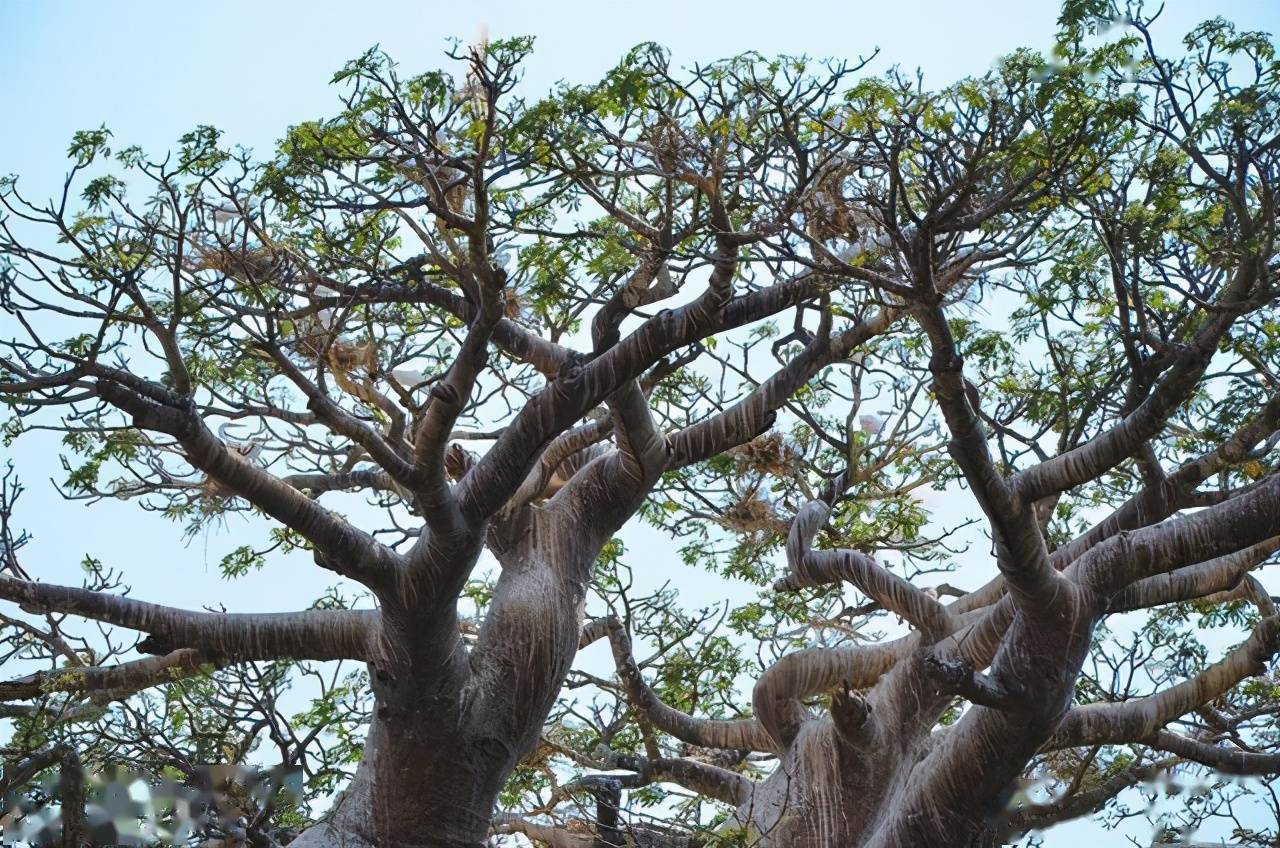 下图是我们在餐厅遇到的,明显就家教好很多,不会和流氓痞子一样.