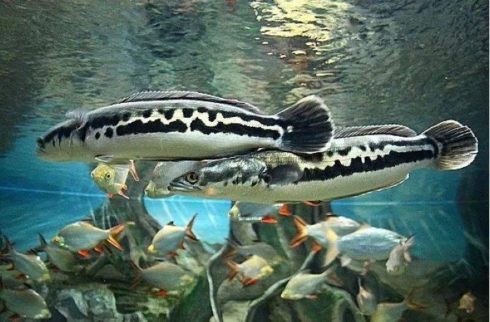 小盾鳢长得像铅笔耐污浊缺氧环境