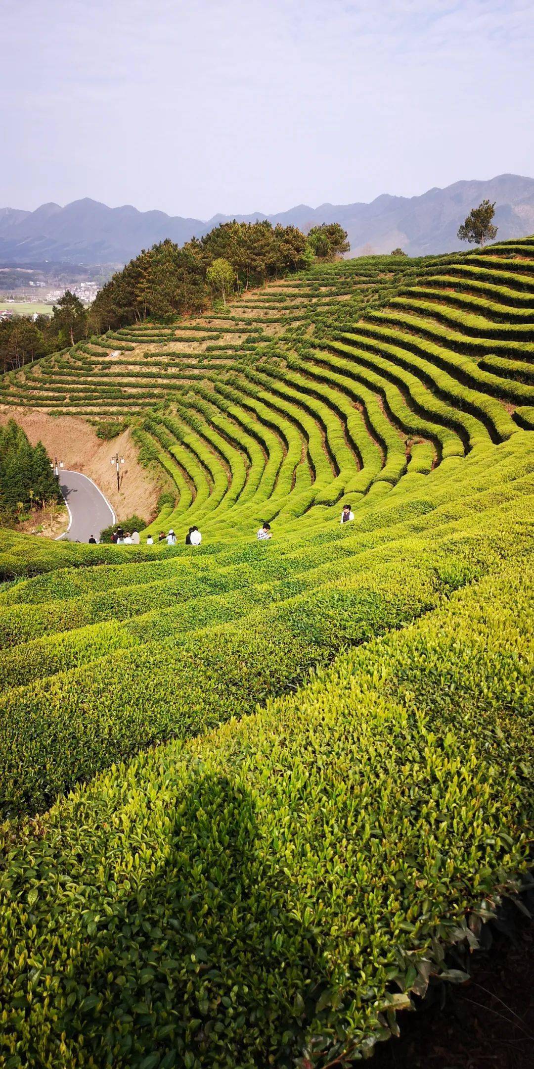 美景欣赏高山云雾茶中仙仿若空中的路西茶园
