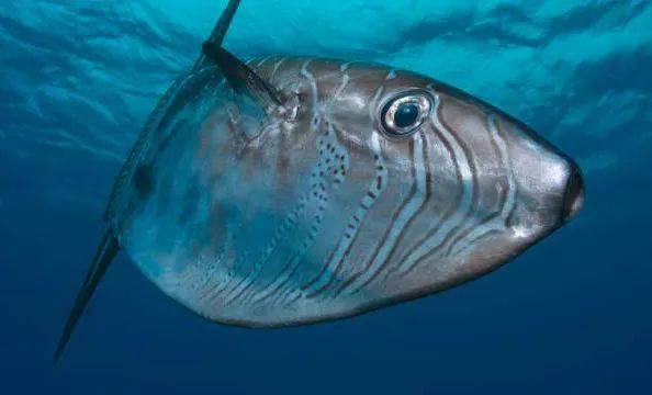 翻车鱼被海星吃了?_mola