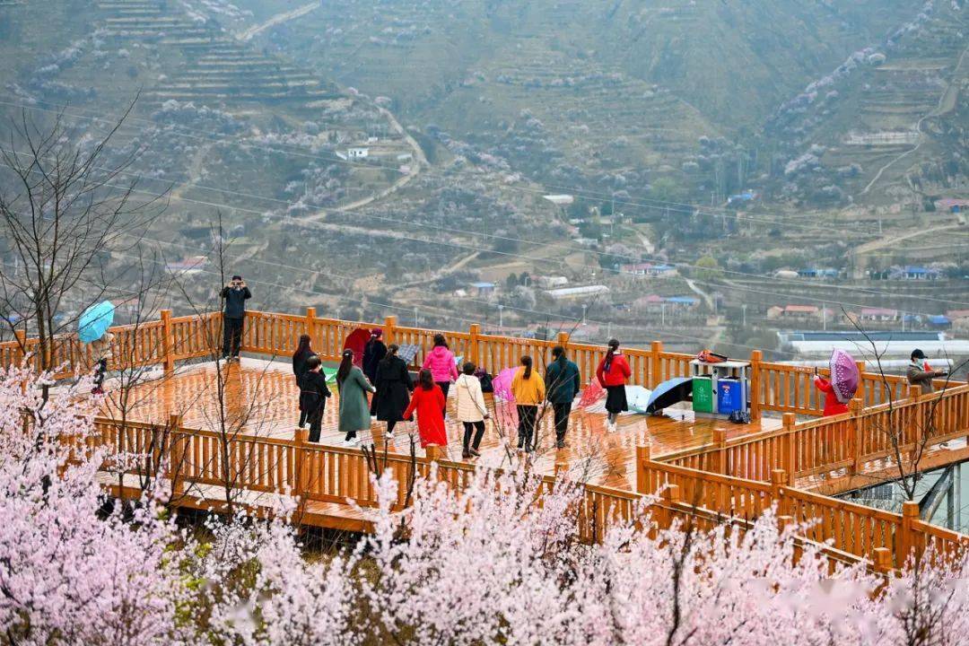 今天煙雨朦朧中和我一起去彭陽看山花