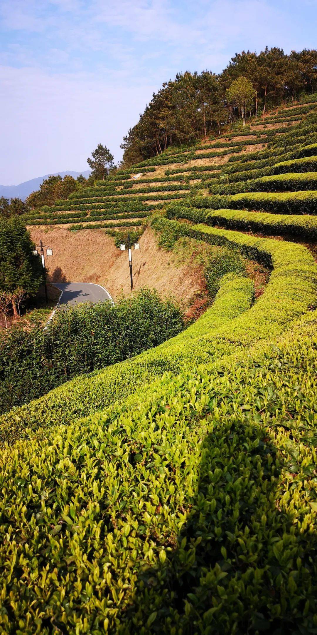 美景欣赏高山云雾茶中仙仿若空中的路西茶园