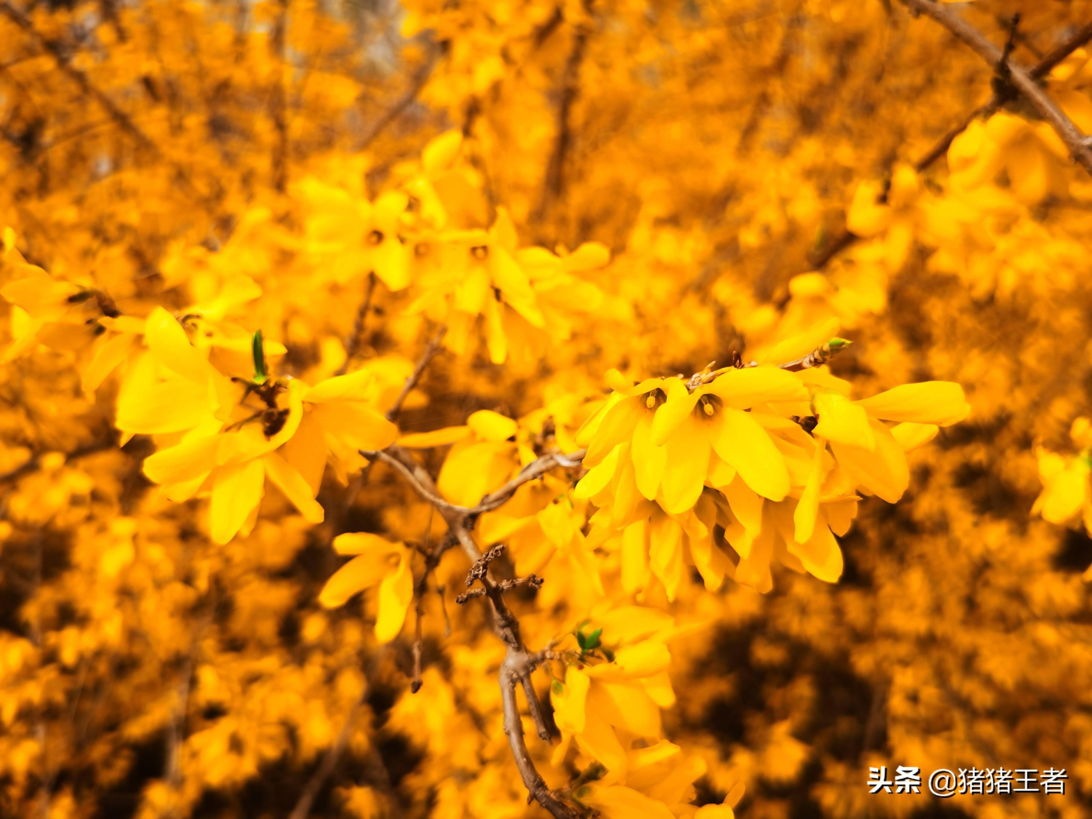 连翘和迎春花的区别(金钟连翘和迎春花的区别)