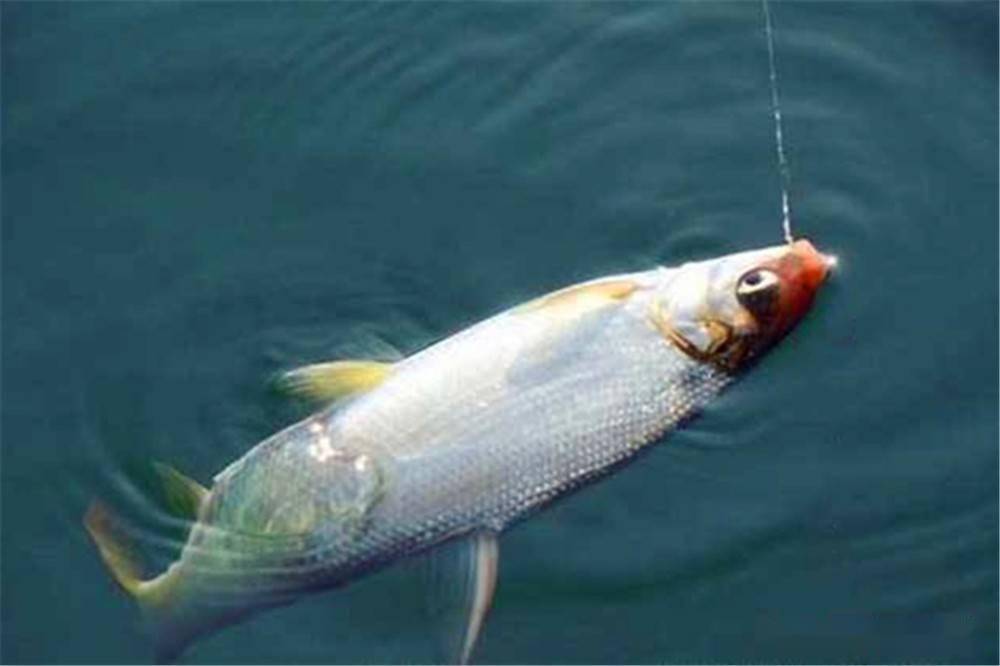 手竿钓黄尾鲴鱼的两大核心技巧,注意用饵和调漂,学会了连竿上鱼