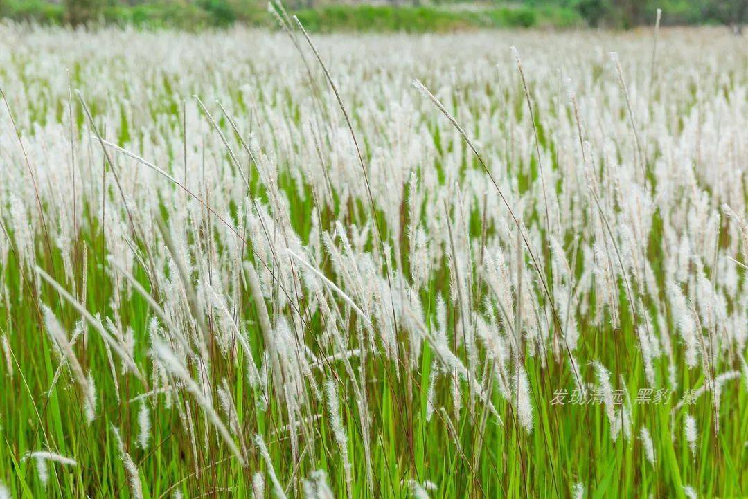 大片田野变成白茫茫的世界,它会成为免费网红打卡地吗?_苏坑