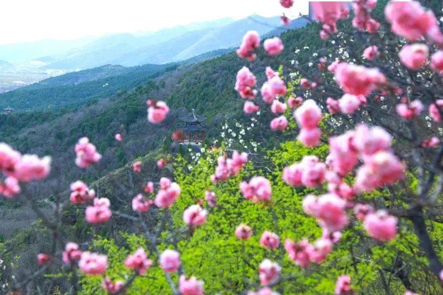 文明旅游踏青赏花好时光在怀柔与这些地方来一场春日邂逅