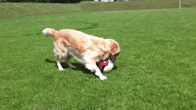 573ef6f59d804a1f89836e1496c32497.gif