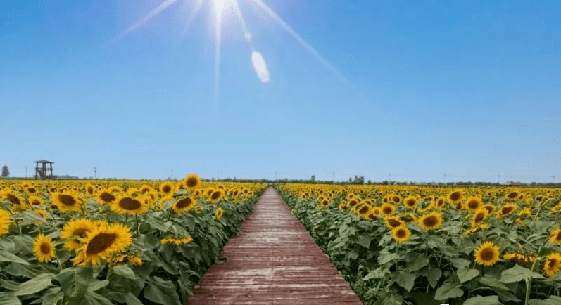 来打卡油菜花海吧 衡水又一地获评国家aaa级旅游景区 乡村