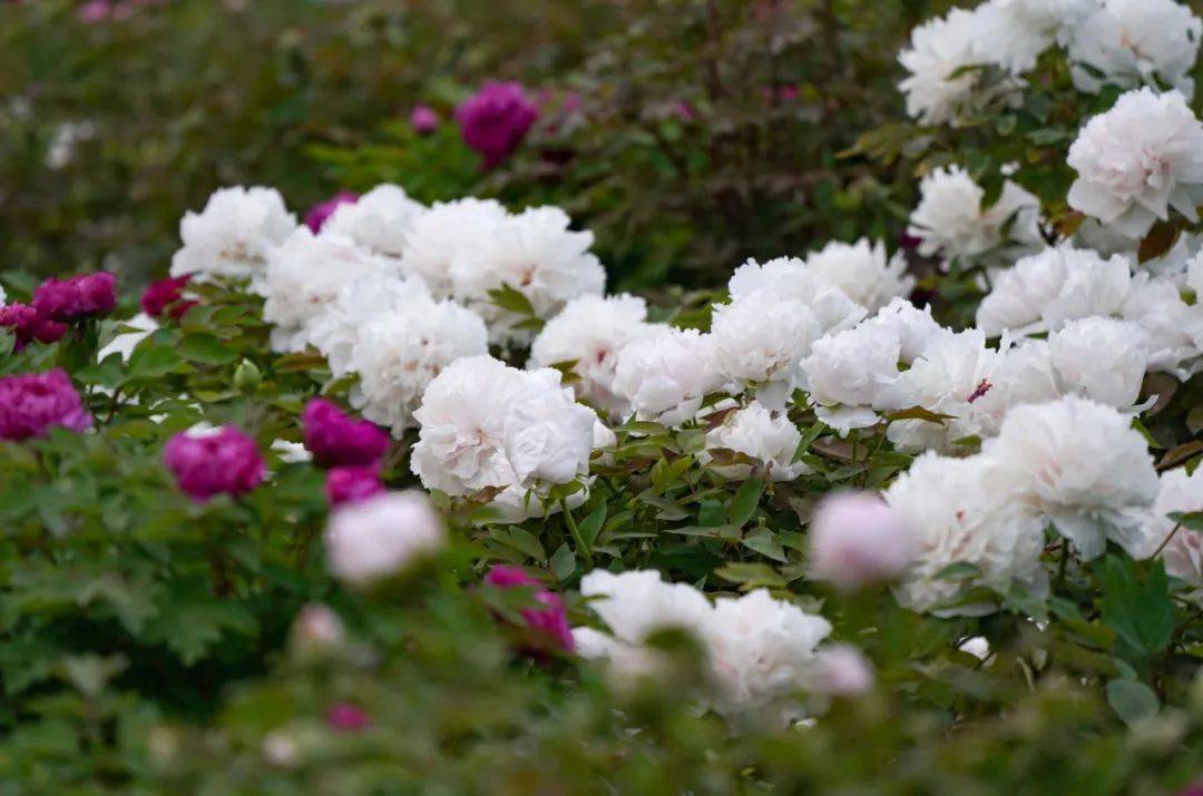 郑州这座免费公园的牡丹花开了，超超超超超美！