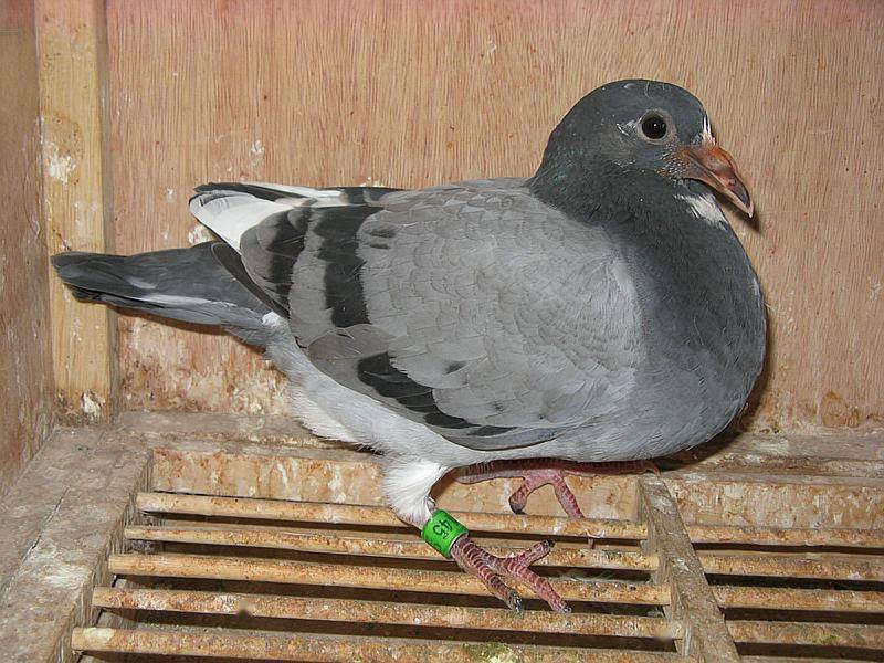 防止鸽子飞用什么方法 9ca56496711c4e47bf021f65bbf87f3b.jpeg