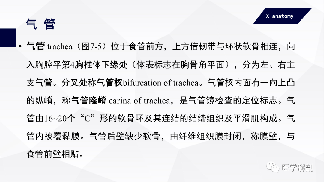 气管 trachea(图7-5)位于食管前方,上方借韧带与环状软骨相连,向入