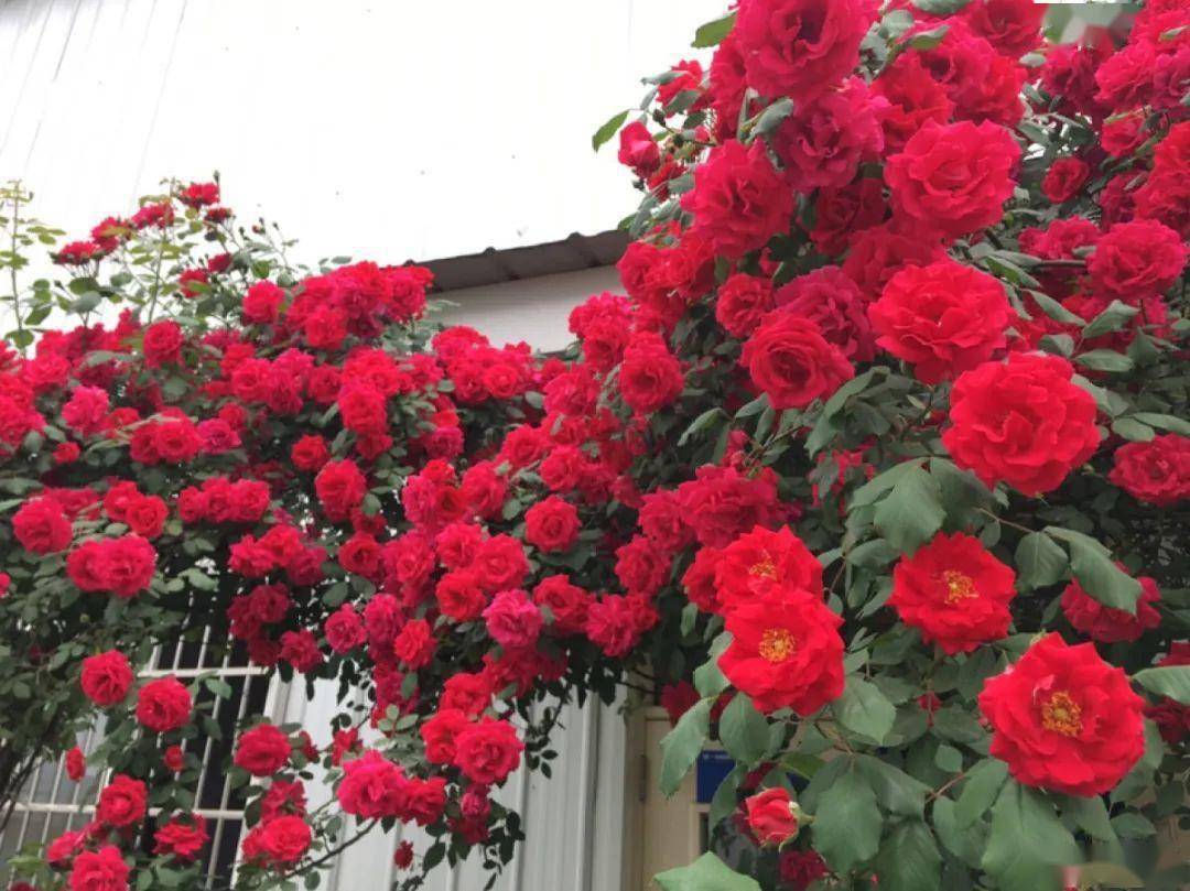 常见的大藤本有:蔷薇,木香,红龙,粉龙,大游行,安吉拉,大红袍,红达