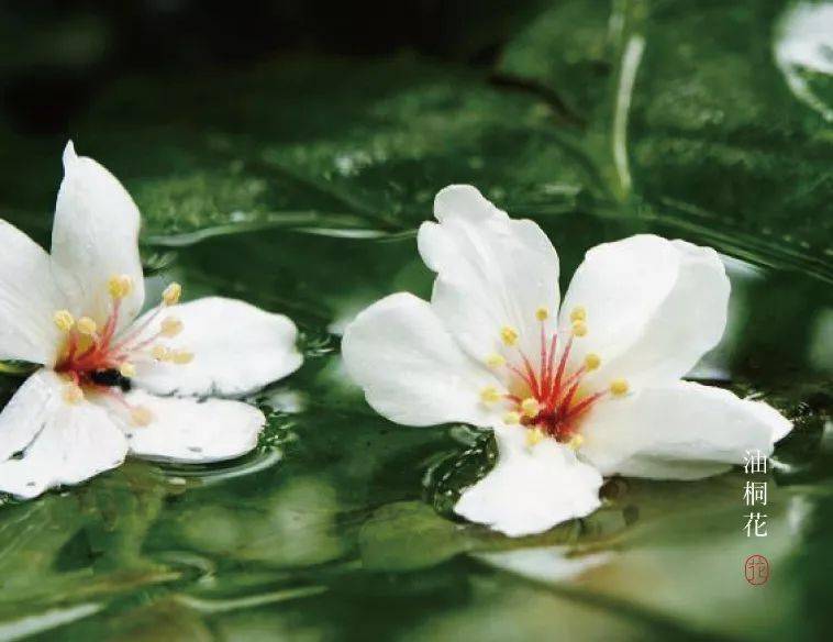 清明花信风桐花