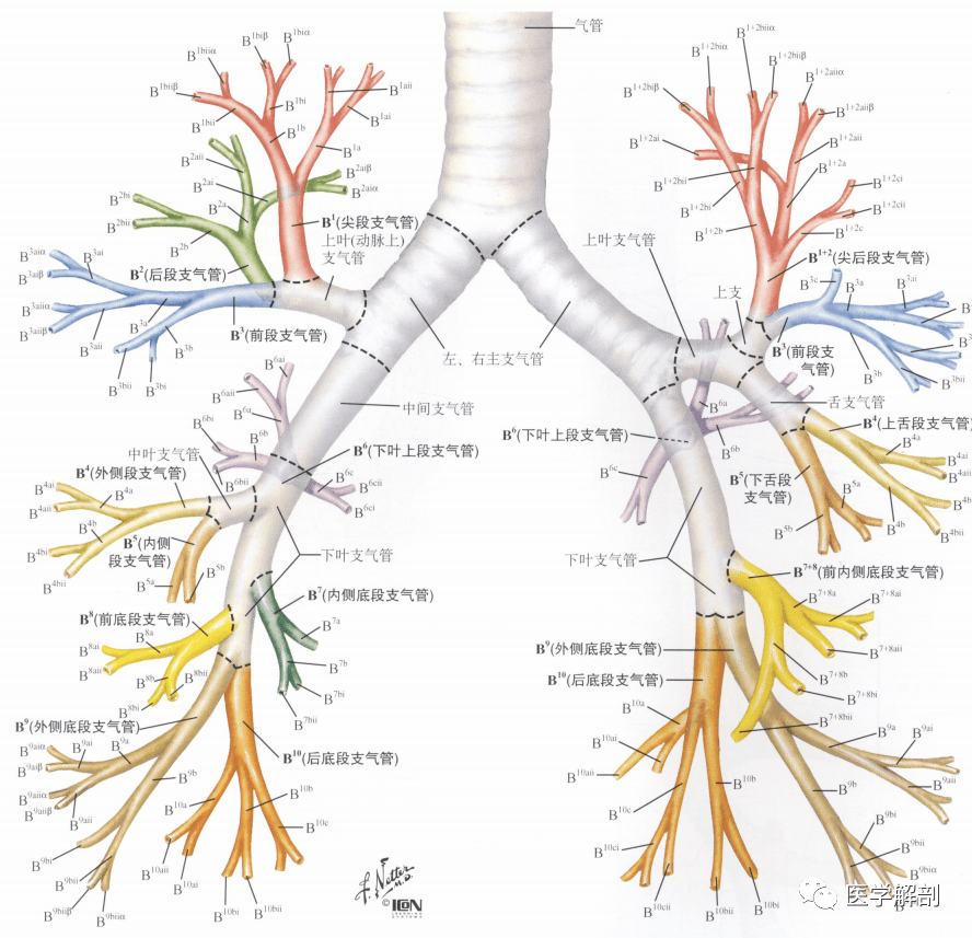 支气管段及亚段解剖图图片
