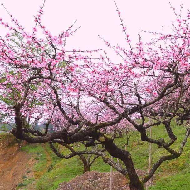 【多彩恩施】怪爪桃枝亦成景_桃树