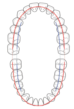 牙的功能尖应与上颌牙的19面窝接触,并且咬合点应排列成圆缓曲线